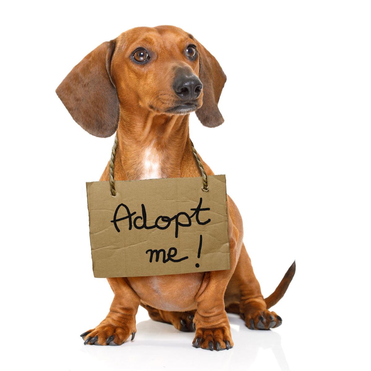 Adopt store my dog