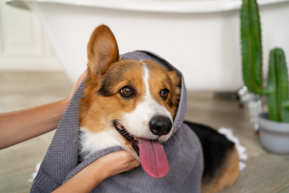 Quiet at-home grooming for an older pet in Banjara Hills