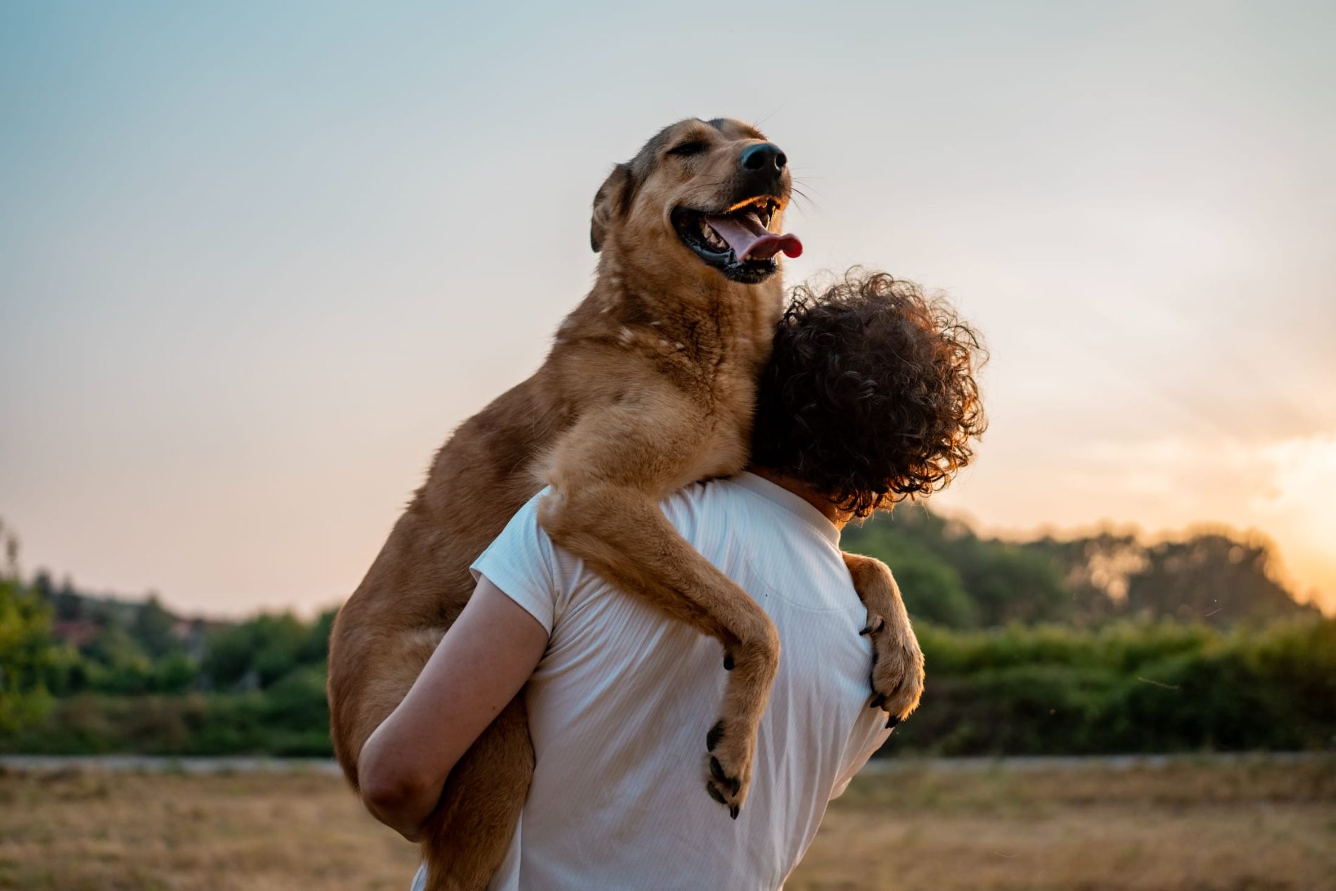 A pet parent holding their happy dog in a field at sunset