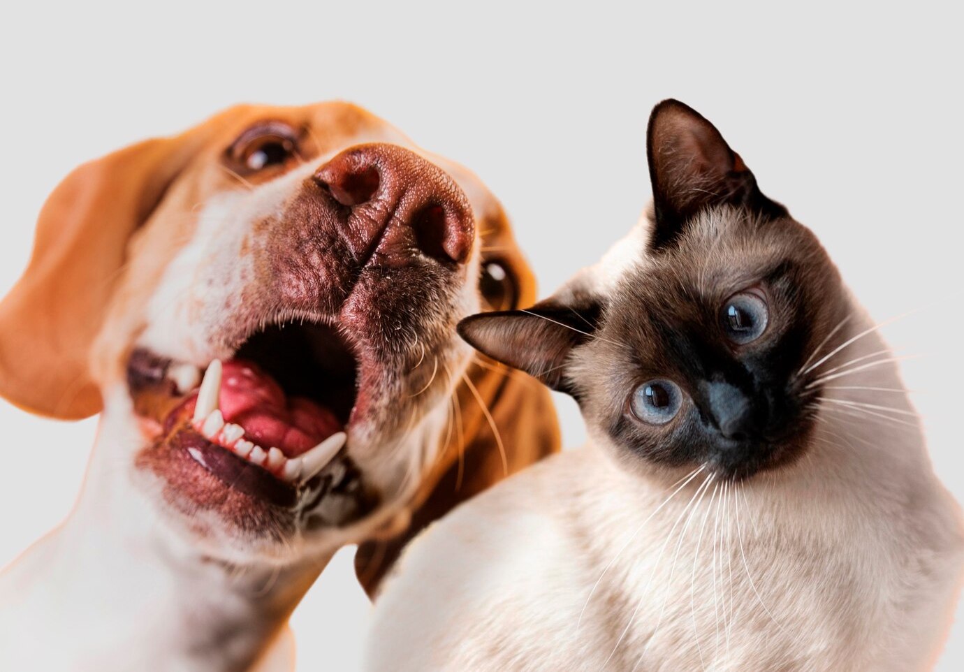 Cute Dog And Cat Image
