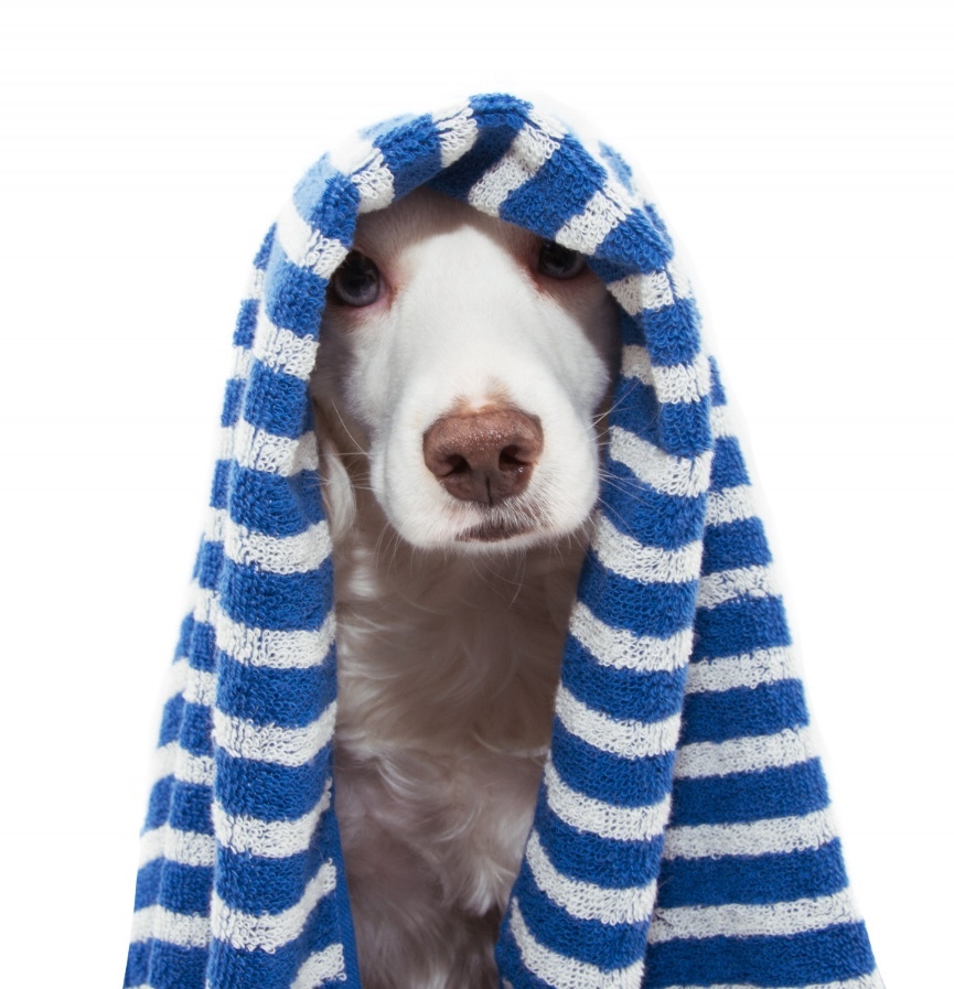 Dog with a grooming towel after an at-home pet grooming session in Delhi NCR