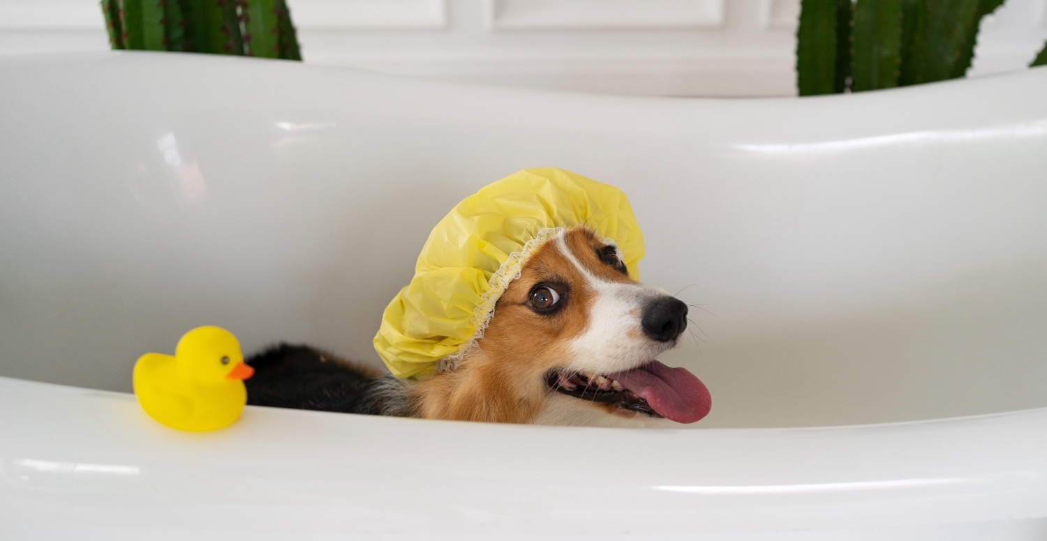 Groomer drying a small dog in a Gachibowli flat bathroom