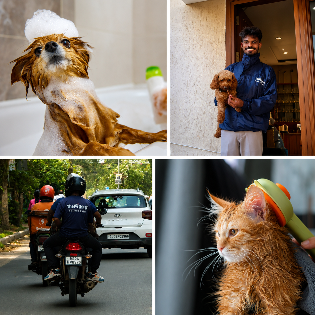 Professional ThePetNest groomer brushing a dog at home in Delhi NCR