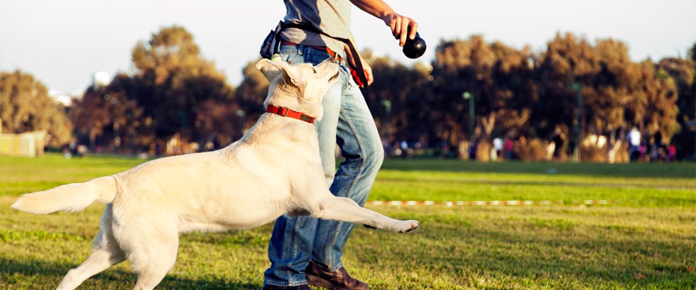 Dog trainer working with a golden retriever
