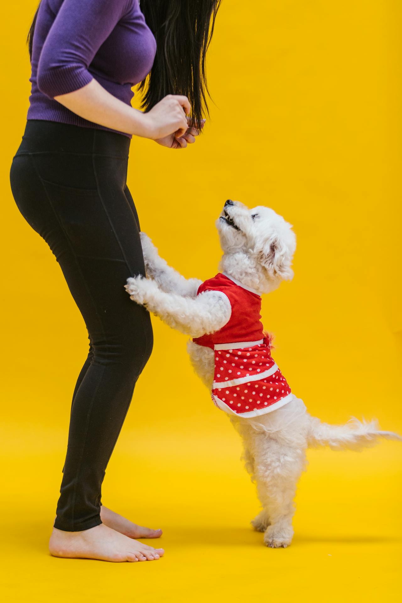 Dog Training Service at home