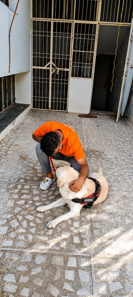 Dog walker petting a Labrador