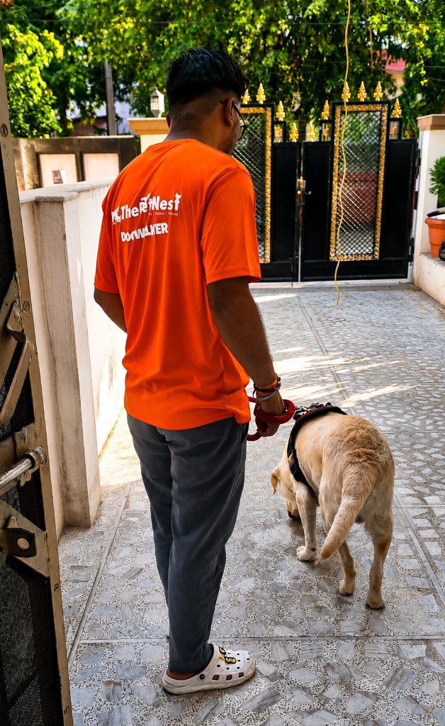 Dog walker with a cream Labrador
