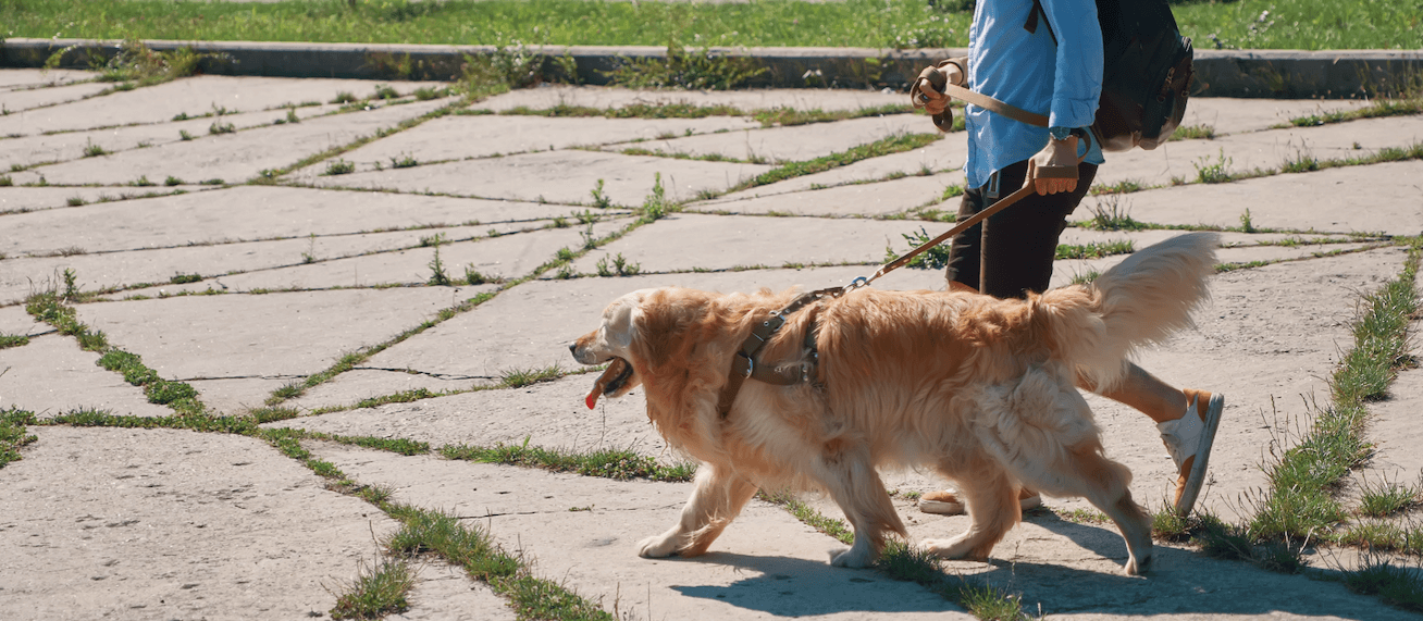 Dog Walker walking the dog outside