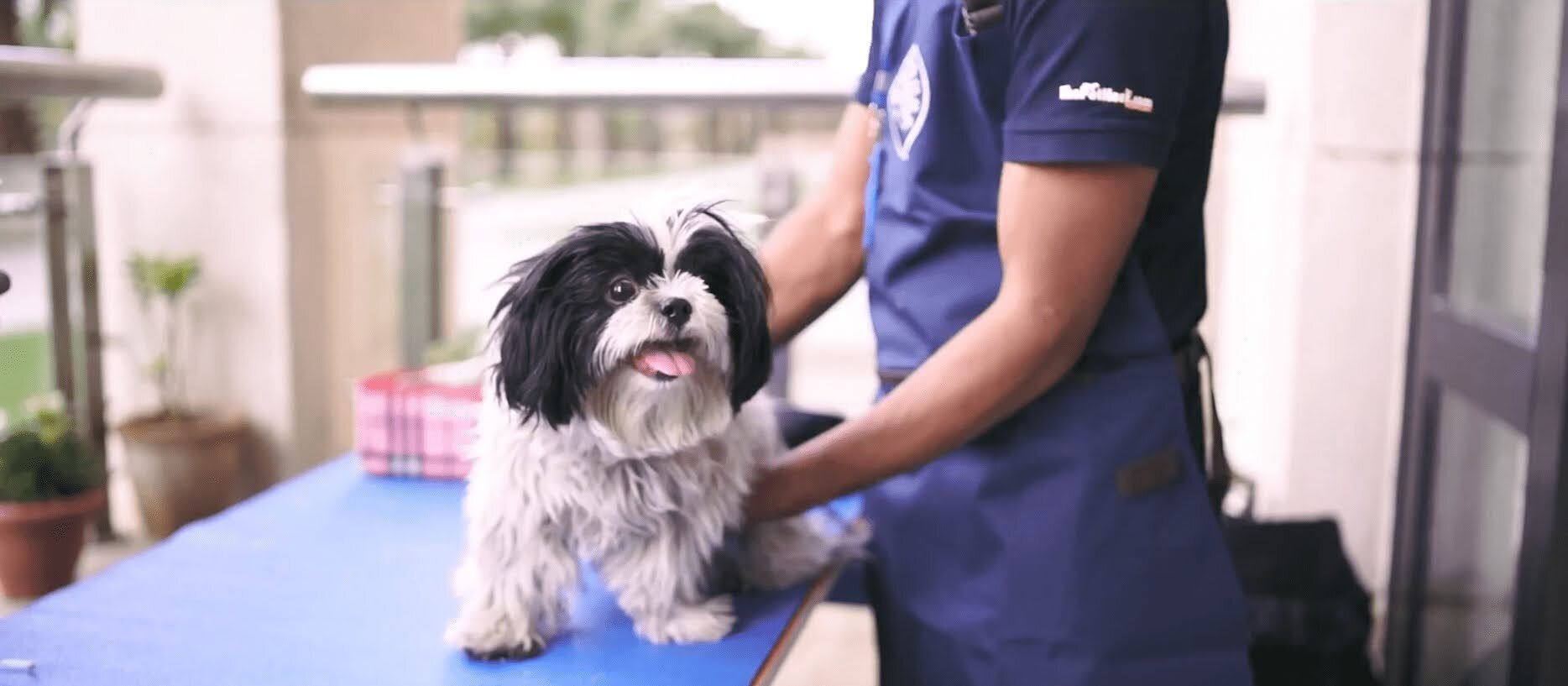 Professional ThePetNest groomer brushing a dog