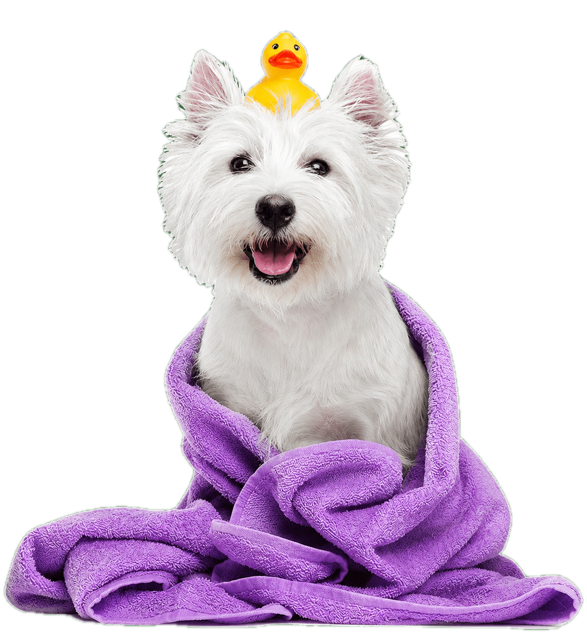 Dog with a grooming towel after an at-home pet grooming session in Hyderabad