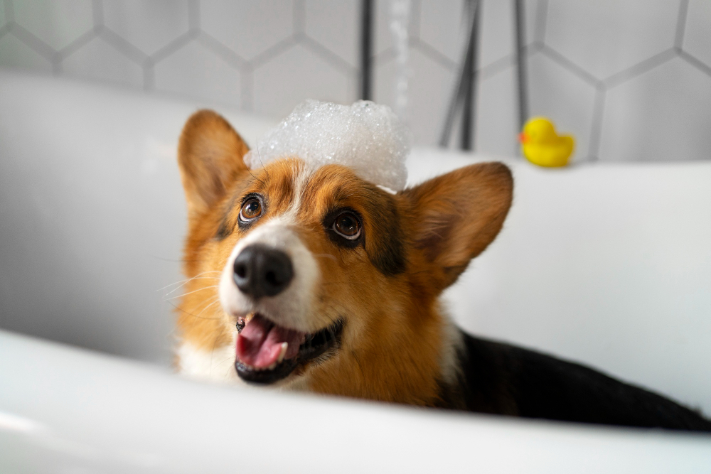 Corgi in the bathtub during an at-home groom in a Kharadi tower flat