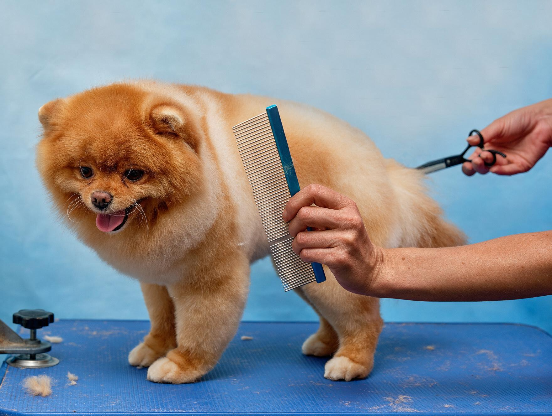 Family dog groomed in a KPHB Colony home in Kukatpally