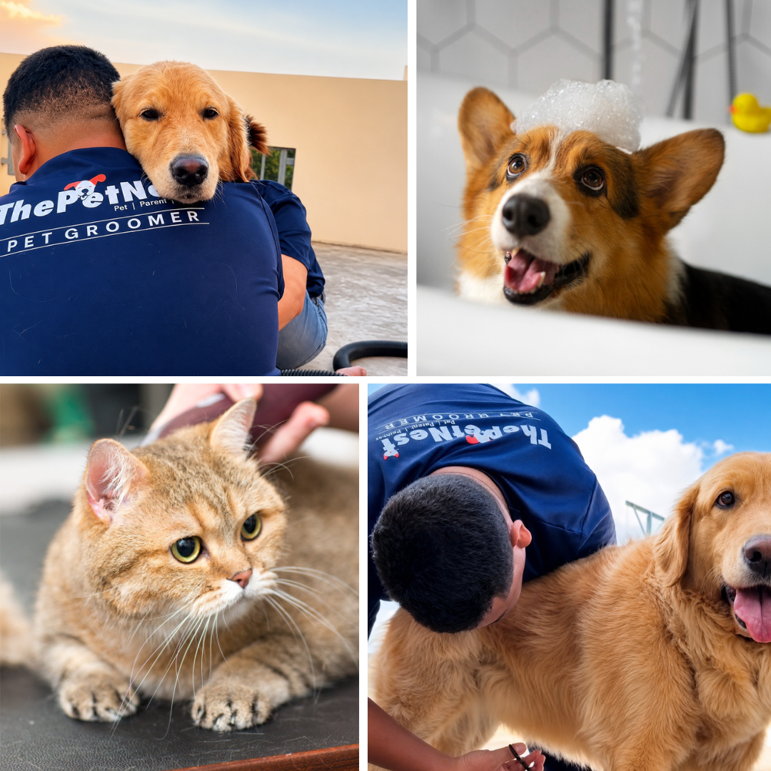 Professional ThePetNest groomer brushing a dog at home in Mumbai