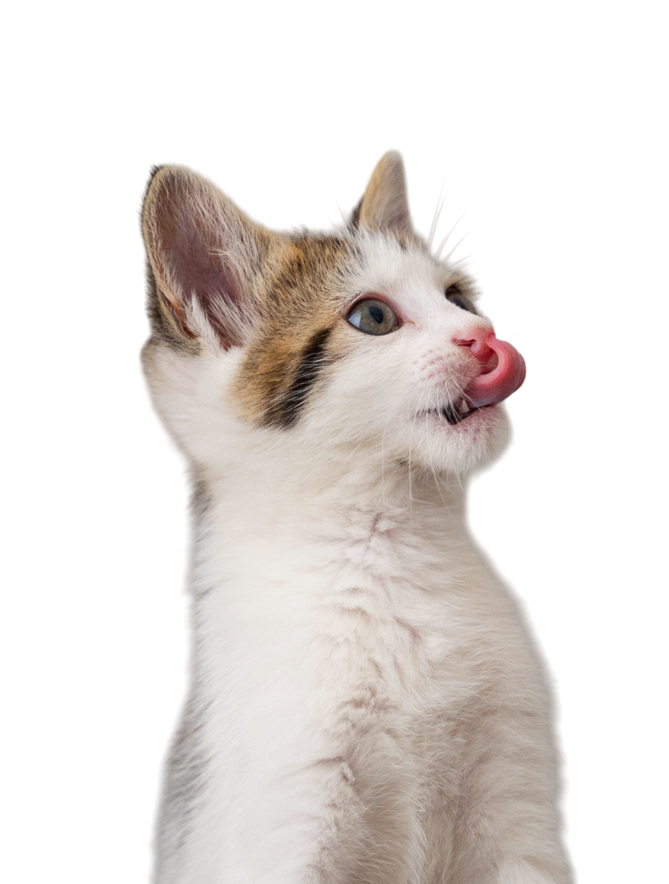 Dog Barking - Subscription