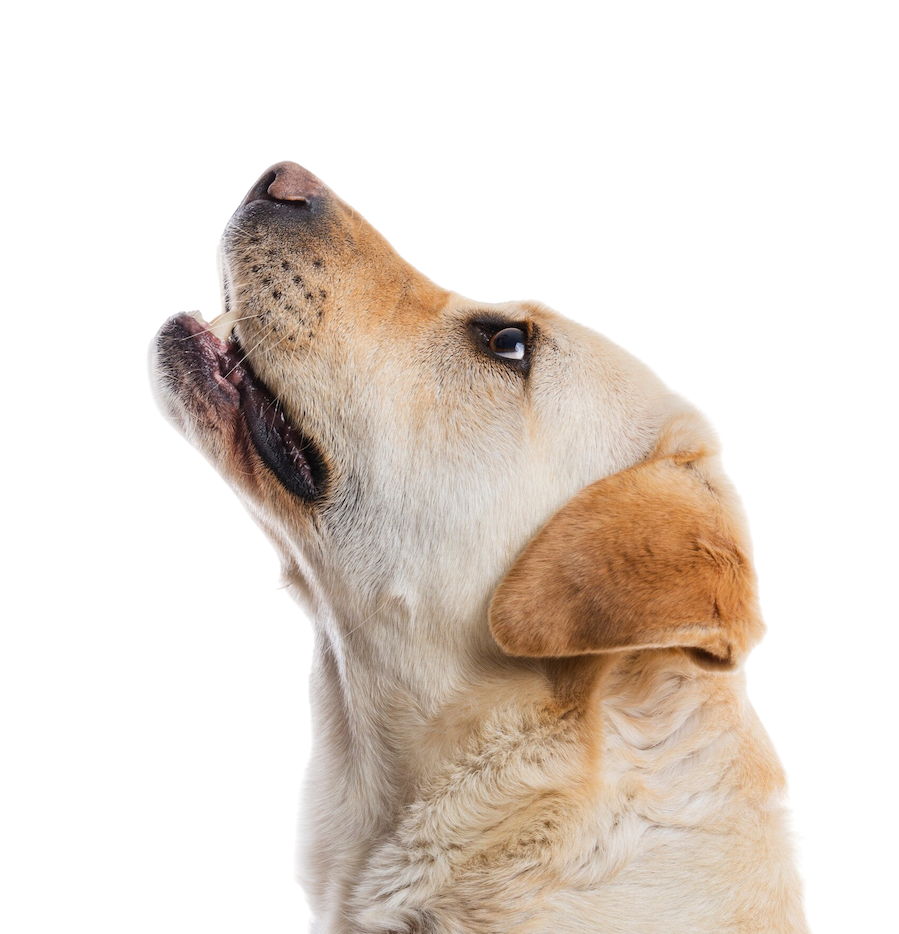 Dog Barking - Subscription