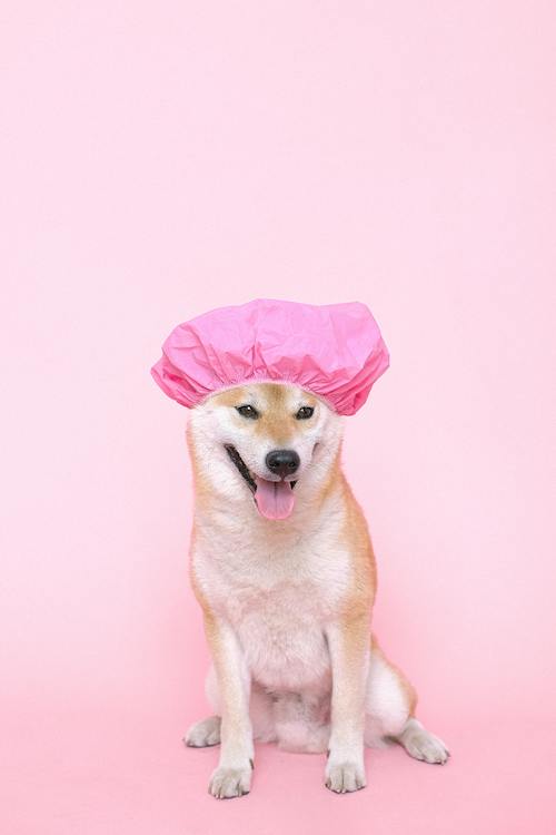 Shiba Inu in a shower cap during a bath in a Kharadi flat