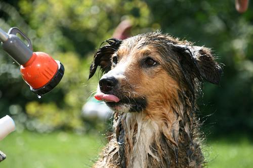 Dog being rinsed with a garden hose outside a Hadapsar bungalow