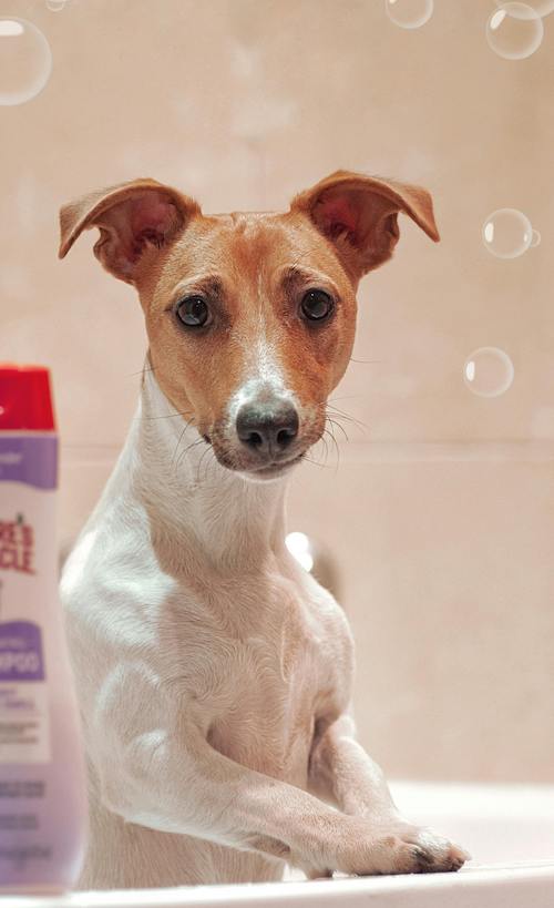 Jack Russell puppy in the tub during a first groom in Kharadi