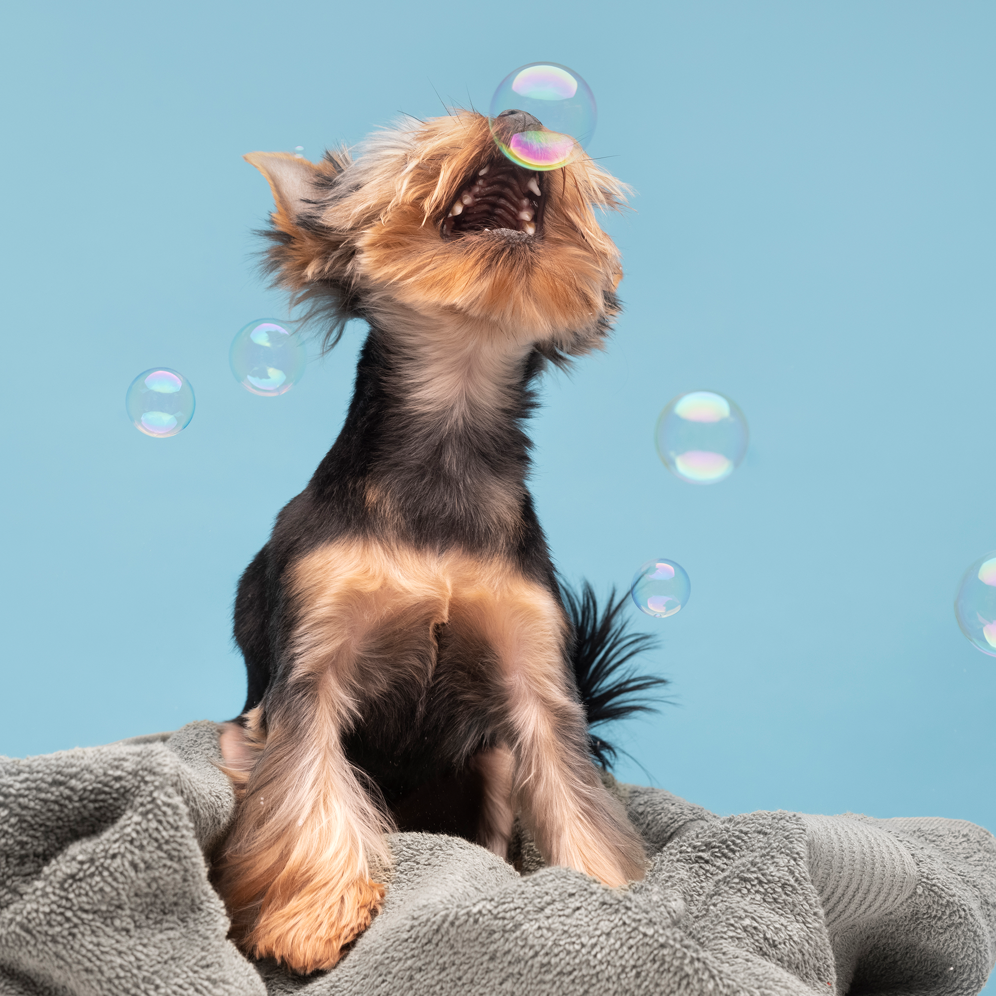 At-home dog and cat grooming services in Velachery