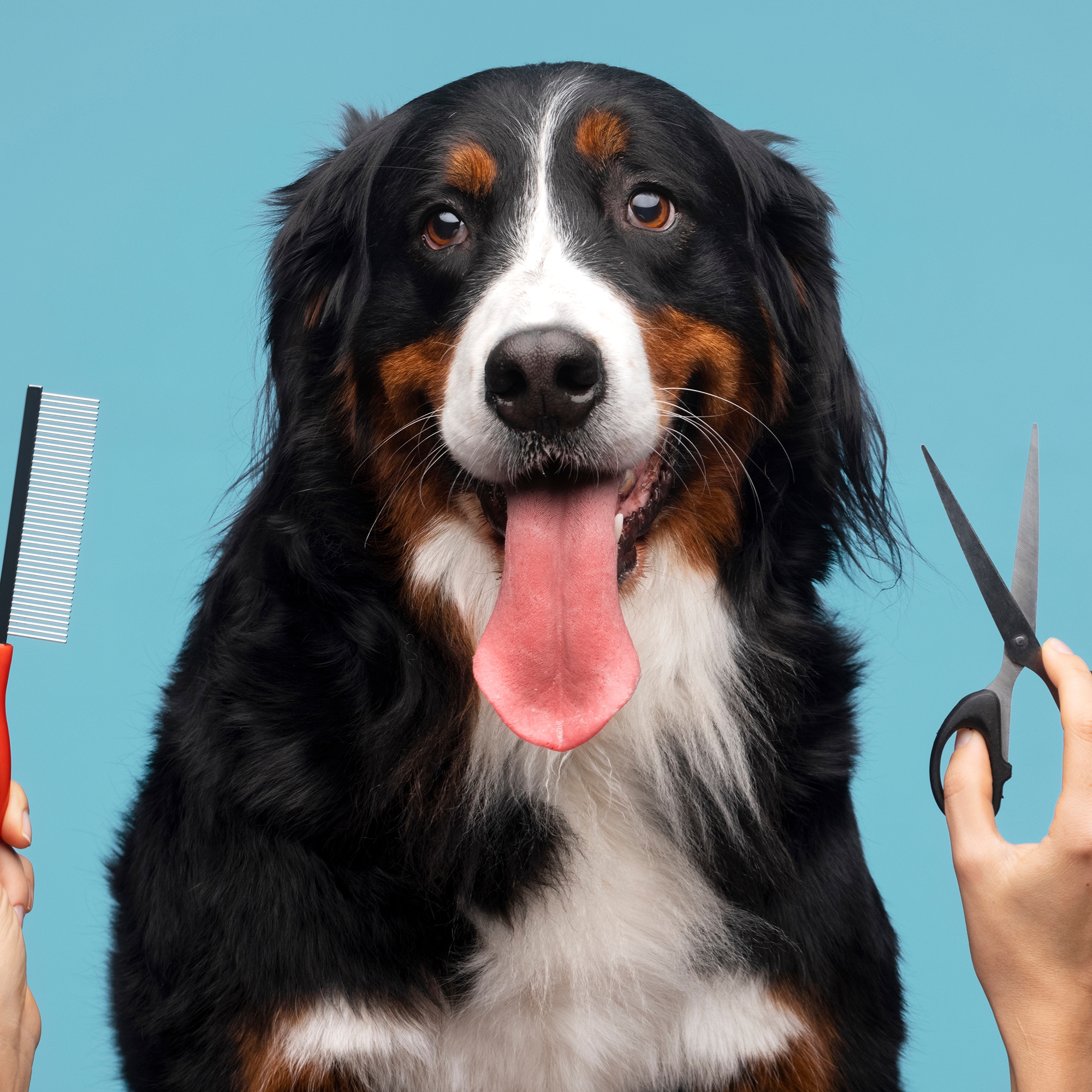At-home pet grooming across Velachery