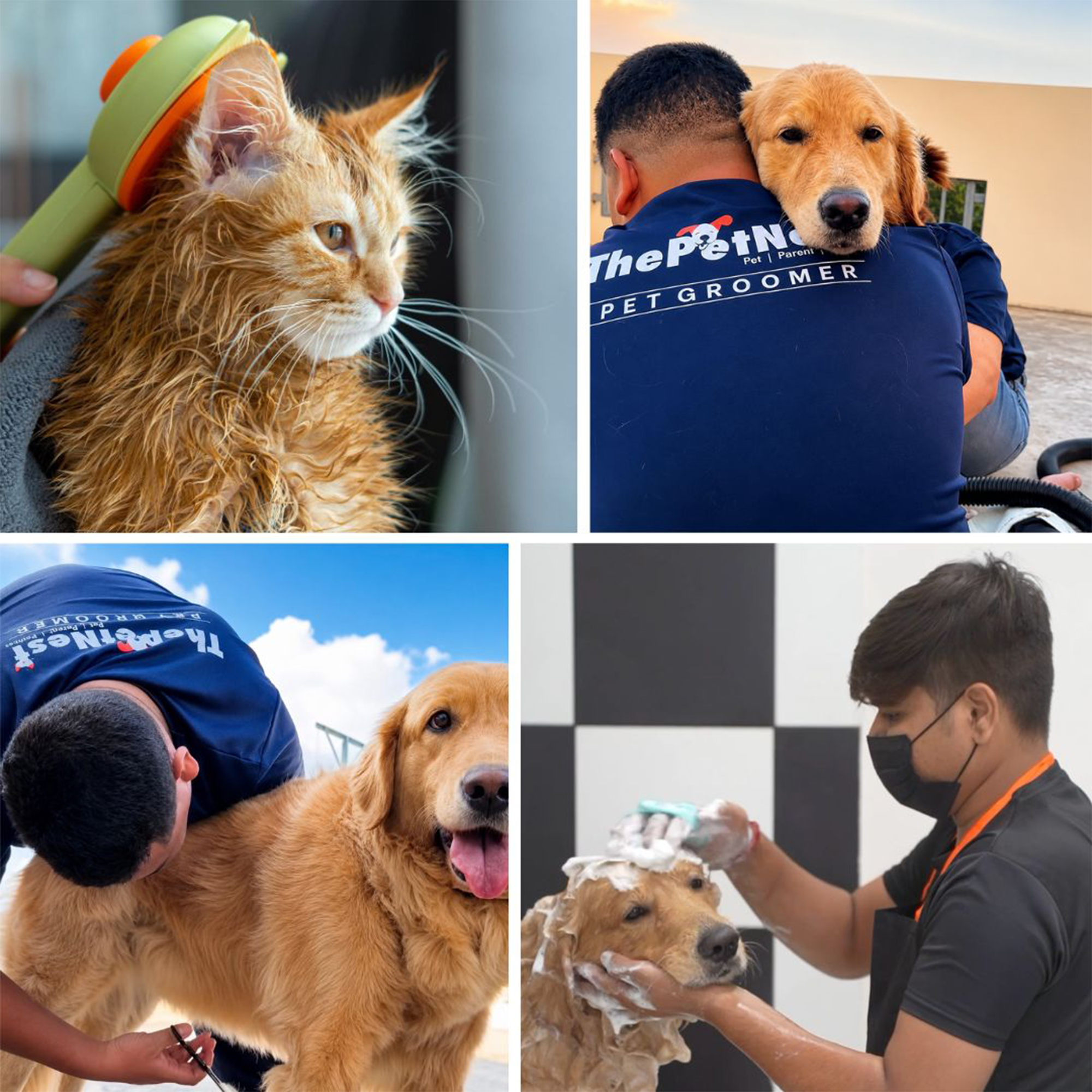 Professional ThePetNest groomer brushing a dog at home in Velachery, Chennai